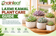 Laxmi Kamal plant care guide