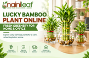 Lucky Bamboo plant online