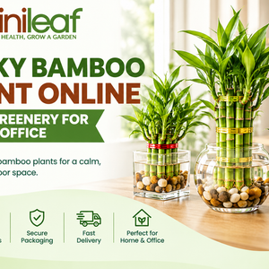Lucky Bamboo plant online