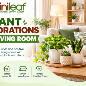 Plant decorations for Living room