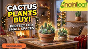 cactus plants buy