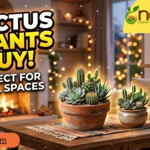 cactus plants buy