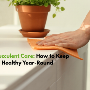 Seasonal Succulent Care-How to Keep Them Healthy Year-Round