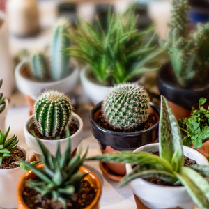 Types of Indoor Cactus Plants for Indian Homes