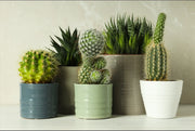 Types of Indoor Cactus Plants for Indian Homes