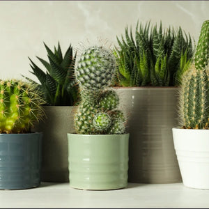Types of Indoor Cactus Plants for Indian Homes