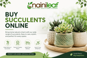 buy succulents online
