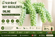buy succulents online