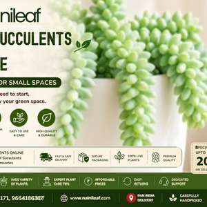 buy succulents online