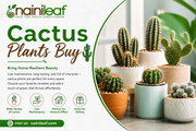cactus plants buy