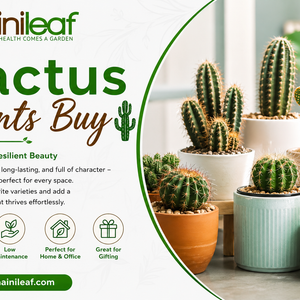cactus plants buy