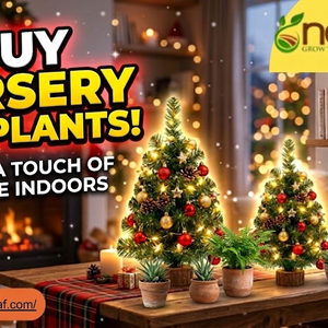 buy nursery live plants