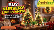 buy nursery live plants