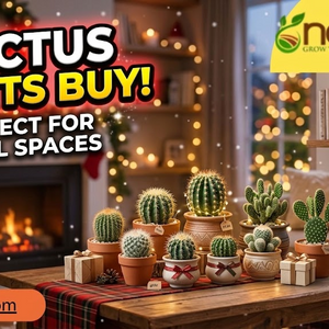 cactus plants buy