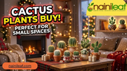 cactus plants buy