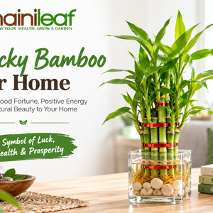 Lucky bamboo for home