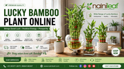 lucky bamboo plant online