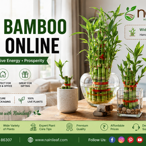 lucky bamboo plant online