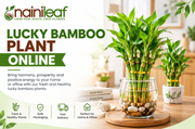 Lucky Bamboo Plant Online