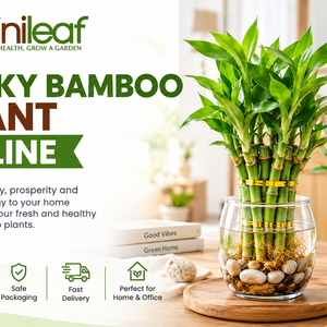 Lucky Bamboo Plant Online