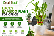 lucky bamboo plant for office