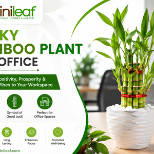 lucky bamboo plant for office