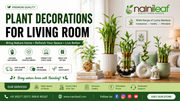plant decorations for living room