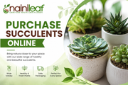 purchase succulents online