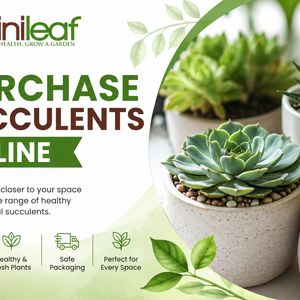 purchase succulents online