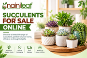 Succulents for Sale Online