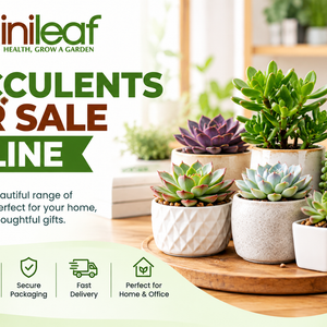 Succulents for Sale Online