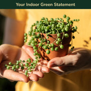 Senecio rowleyanus, String of Pearls Plant