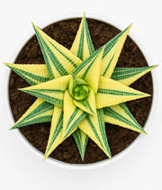 Haworthia Limifolia Verigated