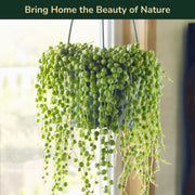 Senecio rowleyanus, String of Pearls Plant