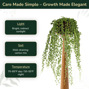 Senecio rowleyanus, String of Pearls Plant