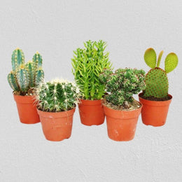 Combo Of 5 Cactus Plants (Bare Rooted)