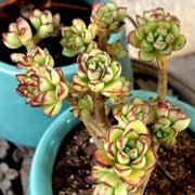 Echeveria Supia Plant