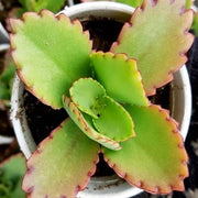 Kalanchoe Daigremontiana Plant
