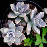 Graptoveria Titubans Plant
