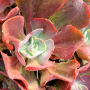Echeveria Tang Rose