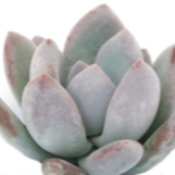 Pachyveria Powder Puff Plant