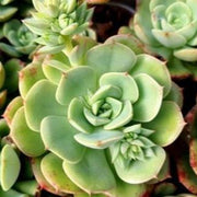 Sedeveria Green Plant