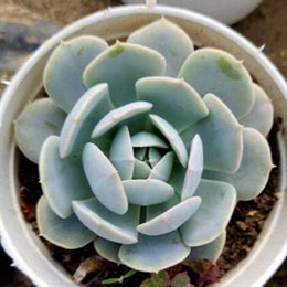 Echeveria Imbricata Succulent Plant