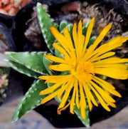 Faucaria Tigrina Tiger Plant