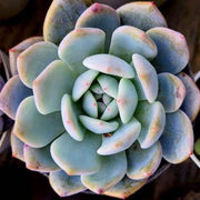 Echeveria Blue Minima Plant