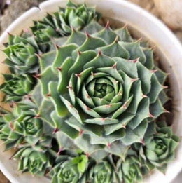 Sempervivum Glowing Embers Plant