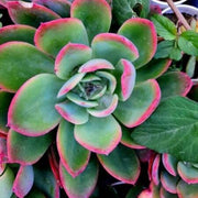 echeveria apus succulent Echeveria Apus Plant – Nainileaf