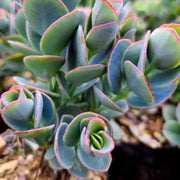 Kalanchoe Marnieriana Plant