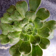 Aeonium Green Plant