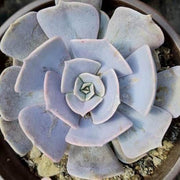 Echeveria Lilacina Plant